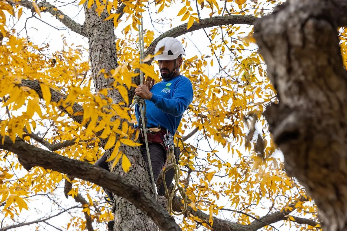 Skilled Tree Transplanting crew working in Rockaway Beach